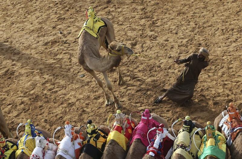A camel keeper tries to control his camel ahead of a race at the Al Marmoom Camel Racetrack.