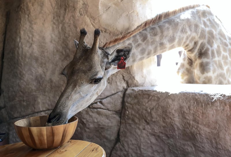 Abu Dhabi, United Arab Emirates, August 4, 2019.  Breakfast with giraffes at the Emirates Park Zoo. —  Mary the giraffe.
 Victor Besa/The National
Section:  NA
Reporter:  Sophie Prideaux