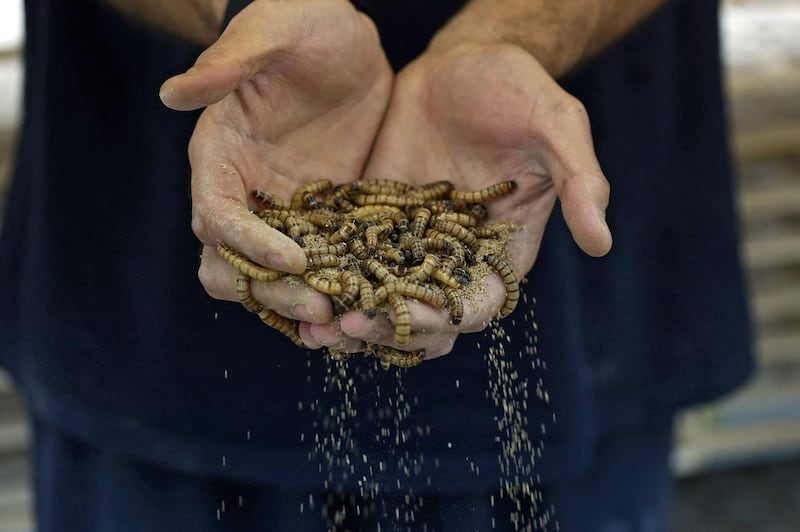 Jassem Buabbas has spent years breeding the larvae for animal feed and now hopes the creatures will find their way into the diets of Gulf citizens. AFP