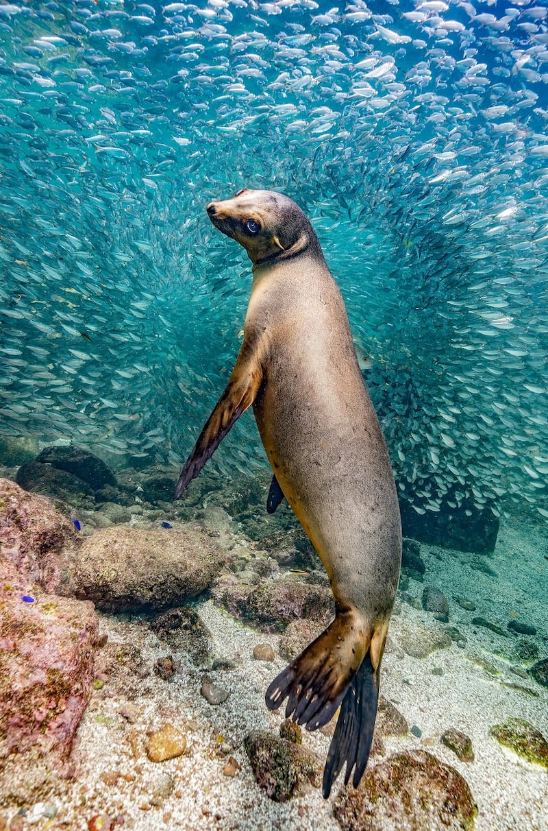 Sea Lion in Los Islotes by Glenn Ostle won the overall photography category. All photos: The Nature Photography Contest