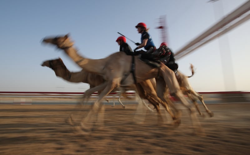 Riders compete in the final C1 championship event at Al Marmoom Camel Racing Track.