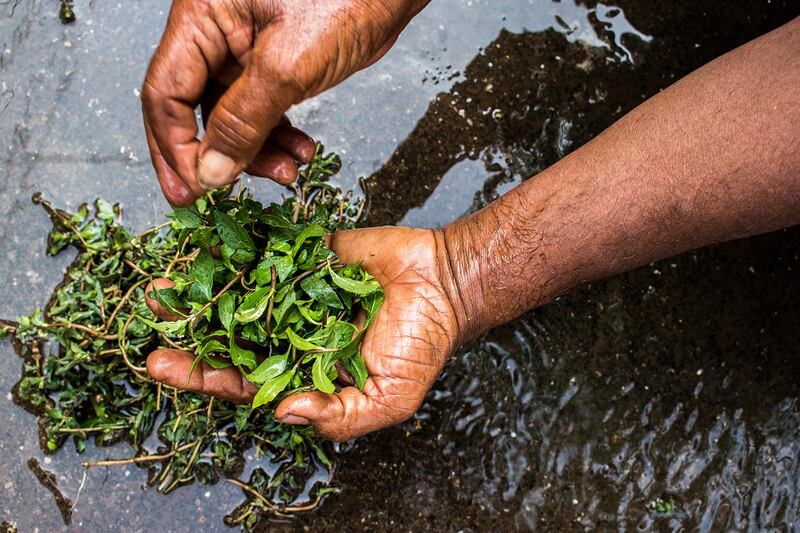 In order to hand-make organic kohl Kusum Gaikwad's way, the leaves are cleaned thoroughly with water.
