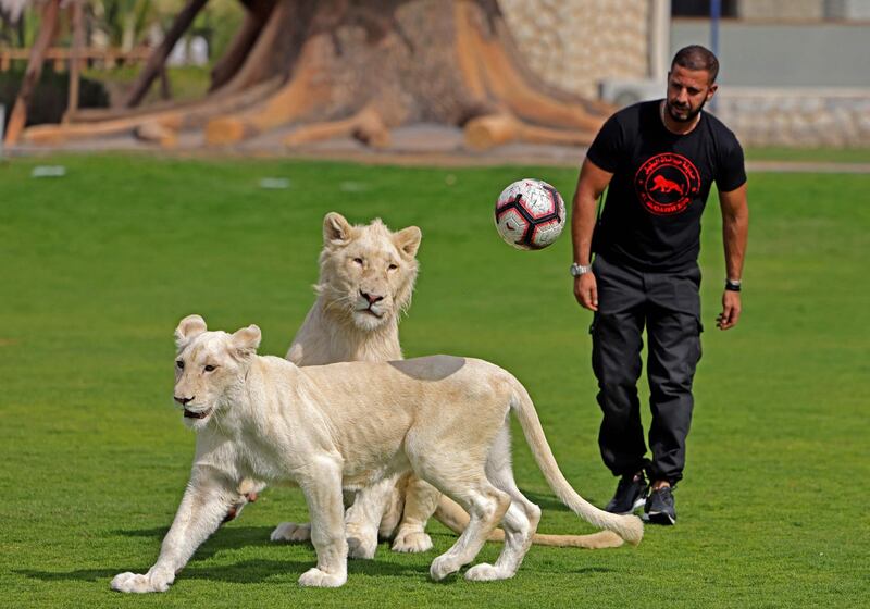A trainer throws a ball to two white lions, at Al Buqaish private zoo. AFP