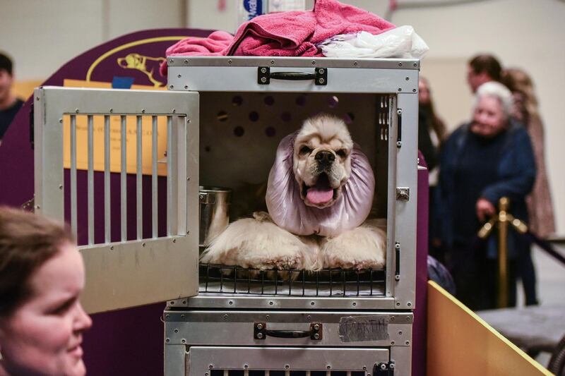 Green room: A cocker spaniel relaxes backstage during the annual Westminster Kennel Club dog show. AFP