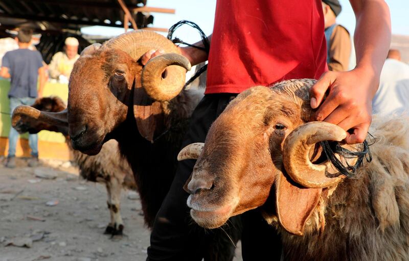 A Palestinian youth inspects goat at an animal market in the city of Nablus in the occupied West Bank. AFP