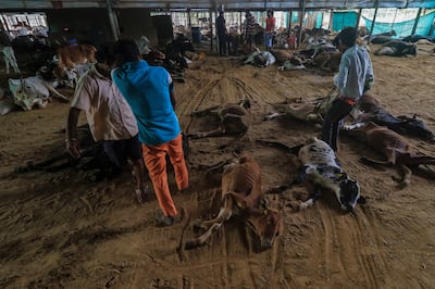 Workers remove the carcasses of cows killed by lumpy skin disease in Jaipur. AP 