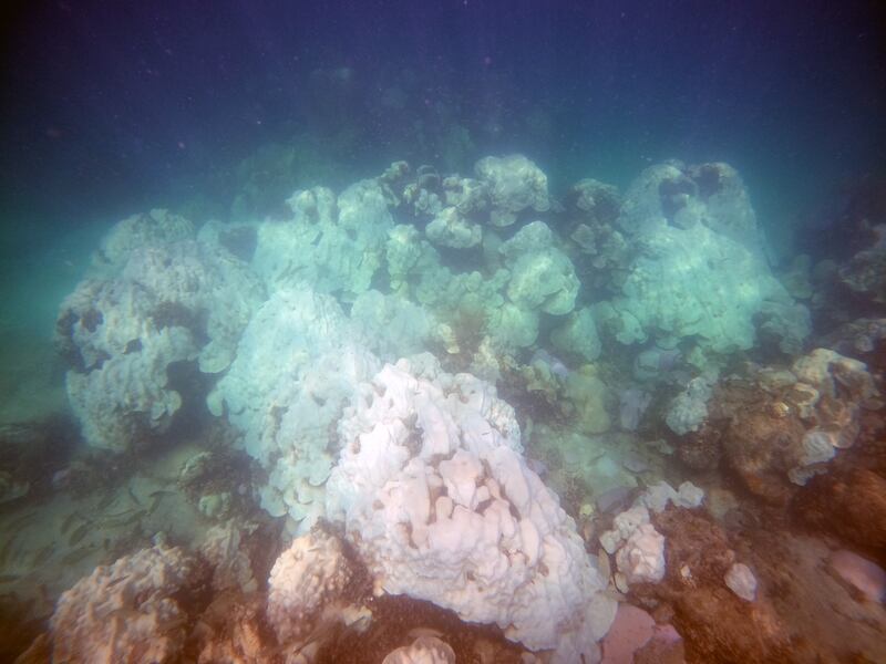 Coral bleaching is affecting large sections of Florida's famous reefs. The state has received funding from the UAE that has gone towards combating this climate change-related phenomenon