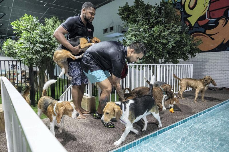 DUBAI, UNITED ARAB EMIRATES. 09 JULY 2020. The opening of the specially dedicated Petsville dog water park in the Al Quoz district. The water park specially caters to dog owners that would like to give their dogs some water based exercise while also allowing them to cool down during the hot summer months. (Photo: Antonie Robertson/The National) Journalist: Nick Webster. Section: National.