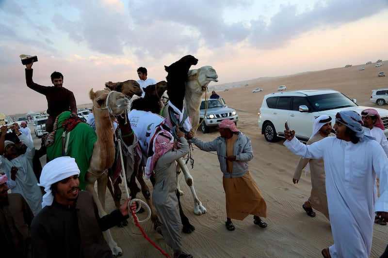 Al Dhafra, 17, Dec, 2017: Batoola the 3 year old Emirati camel was crowned beauty queen  been taken a  victory parade on the millions street during the Al Dhafra Festival in UAE  . Satish Kumar for the National/ Story by Anna