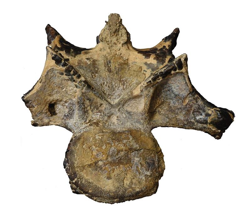A picture of the recently discovered vertebra. Photo: The American University in Cairo