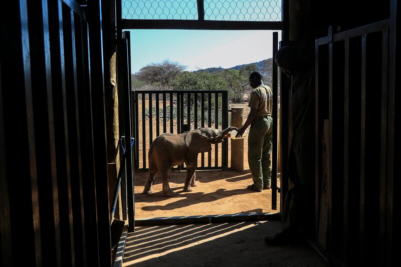 Naesemare plays with a keeper at the sanctuary. EPA