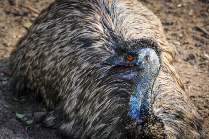 An emu (Dromaius novaehollandiae) rests in the Parque Lecocq, in Montevideo, Uruguay. EPA
