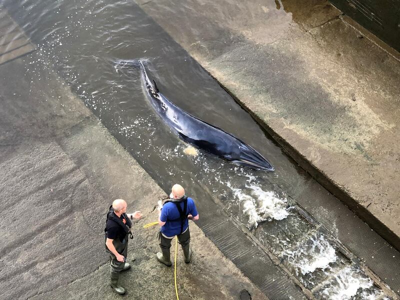 Rescuers try to free a whale stranded in the River Thames in south-west London. Reuters