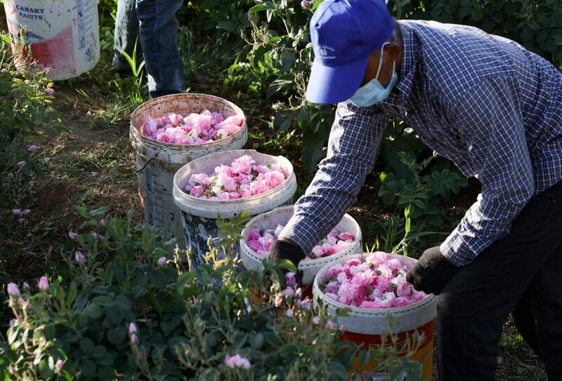 Workers at the Bin Salman farm wear masks as a coronavirus precaution. AFP