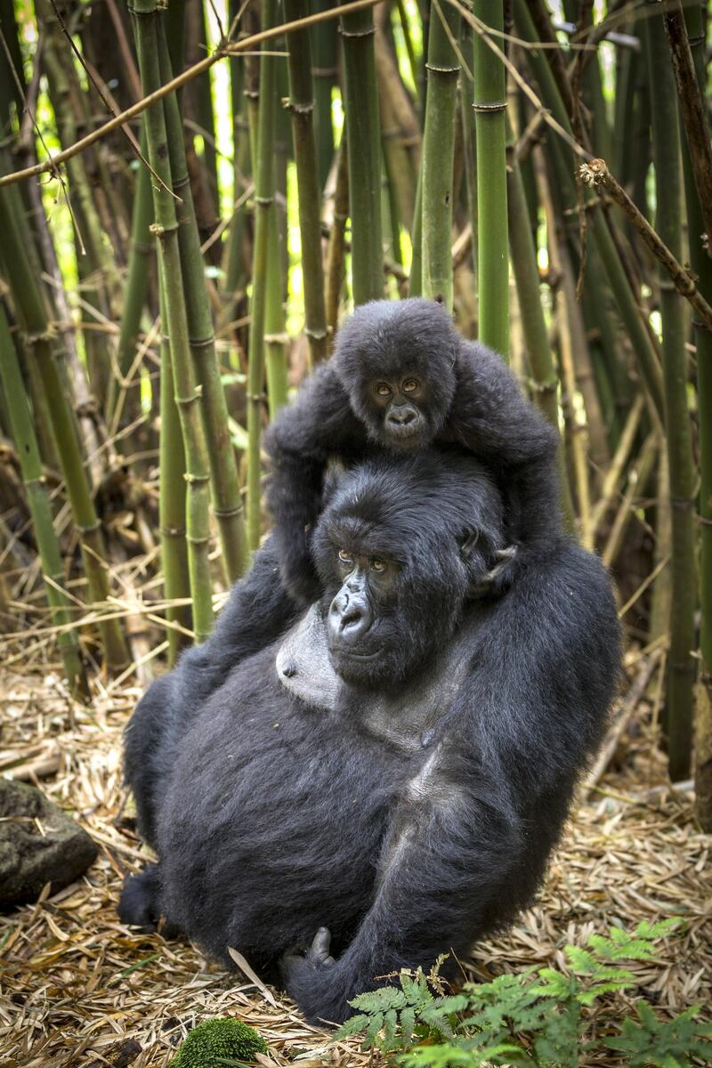 Famille de Gorilles de Montagne dans une foret de bambous. Femelle avec son petit sur son dos. Parc National des Volcans au Rwanda. Individus du groupe Hirwa, dirige par le male dominant (dos argente) nomme Munyinya. Altitude 2610 m, Afrique. (Photo by Christophe COURTEAU/Gamma-Rapho via Getty Images)