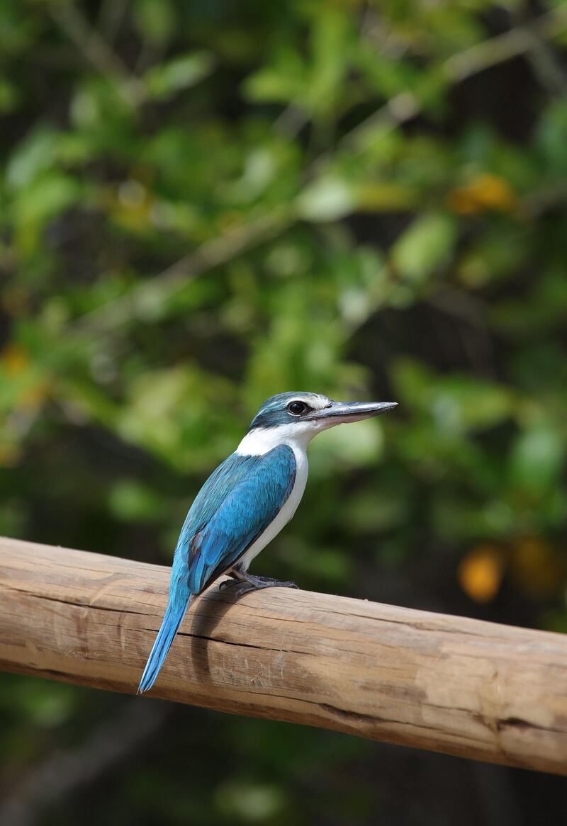 The Arabian Collared Kingfisher, which breeds in Kalba, Sharjah. All photos courtesy Sharjah Environment and Protected Areas Authority