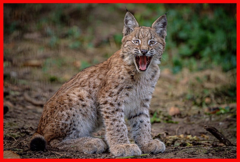 A four-month-old lynx explores its home in the Bear Wood exhibit at the Wild Place Project in Bristol, UK. PA