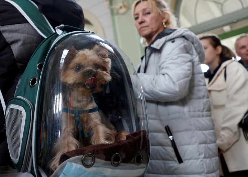 A Ukrainian refugee's dog arrives on a train from Odesa at Przemysl Glowny train station in Poland. Reuters