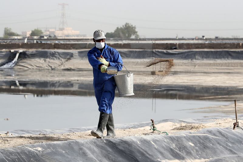 A member of staff tosses feed in the shrimp pond at an aquaculture farm in Abu Dhabi. Pawan Singh / The National