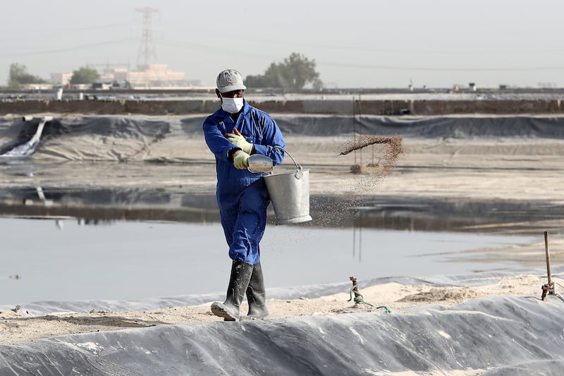 A member of staff tosses feed in the shrimp pond at an aquaculture farm in Abu Dhabi. Pawan Singh / The National