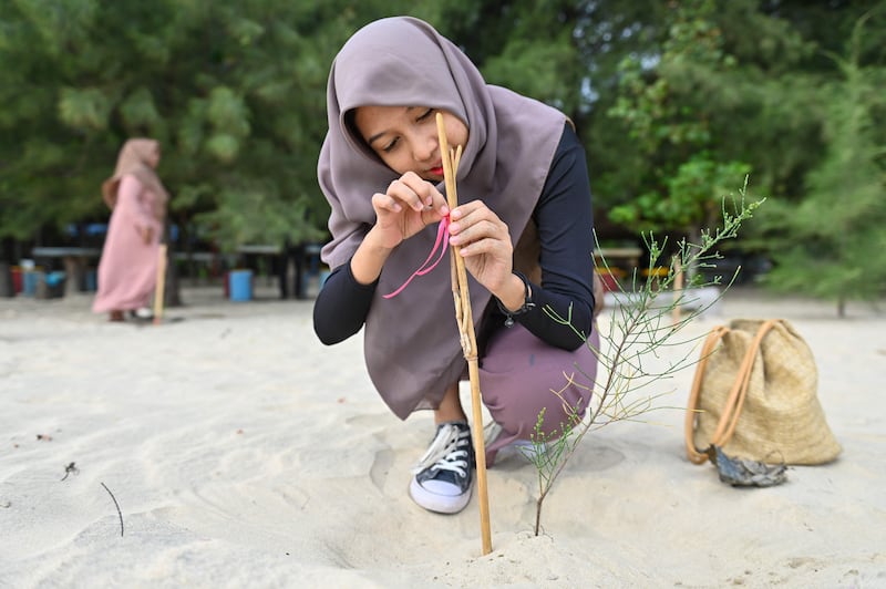 A woman plants a tree to mark World Environment Day in Lhoknga Beach, Aceh, Indonesia. AFP