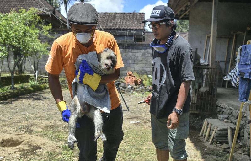 NGO's members evacuate a monkey from one of the villager's house, where many villagers left for shelters due to Mount Agung volcanic activities, in Karangasem on Bali island on September 29, 2017. 
A rumbling volcano on the holiday island of Bali is spewing steam and sulphurous fumes with more intensity, heightening fears of an eruption as officials said the number of evacuees had topped 144,000. / AFP PHOTO / BAY ISMOYO