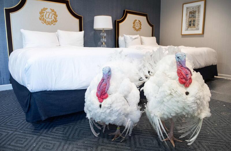 Corn and Cobb, a pair of turkeys that will be pardoned by US President Donald Trump, walk inside their hotel room at the Willard Intercontinental Hotel in Washington, DC while awaiting the White House pardoning ceremony.  AFP