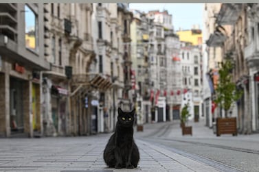 A stray cat stays on empty Istiklal street, the main shopping centre of Istanbul, Turket. AFP