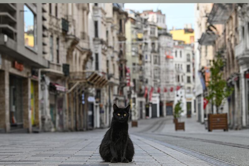 TOPSHOT - A stray cat stays on empty Istiklal street, the main shopping center of Istanbul, on April 19, 2020, as Turkish government announced a two-day curfew to prevent the spread of the epidemic COVID-19 caused by the novel coronavirus.  / AFP / Ozan KOSE
