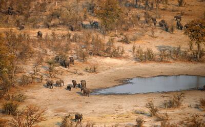FILE PHOTO: A herd of elephants leaves a drinking spot in the Mababe area, Botswana, September 19, 2018. REUTERS/Siphiwe Sibeko/File Photo