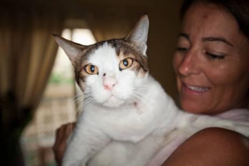 UAE - Dubai - Oct 27 - 2011:  Justine Lintott hold his cat named Safa at her villa. The cat that was shot at point blank range with an airgun. ( Jaime Puebla - The National Newspaper )