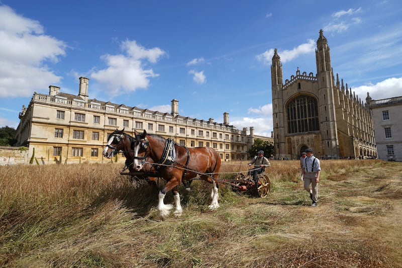 David Lawless and his son Toby work with shire horses Cosmo and Boy to harvest the wildflower meadow at King's College Cambridge, England. AP
