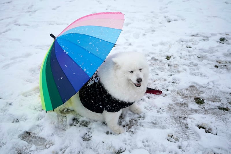 Felicity the dog shelters from the snow under an umbrella at Crufts in Birmingham. Getty Images