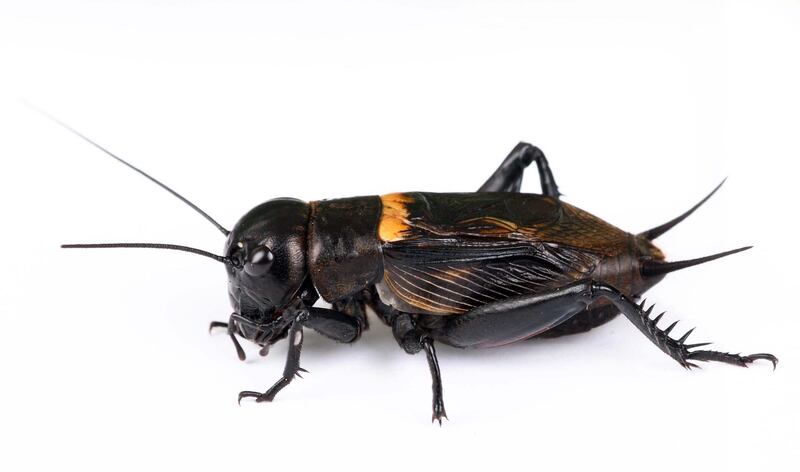 Field cricket. Getty Images