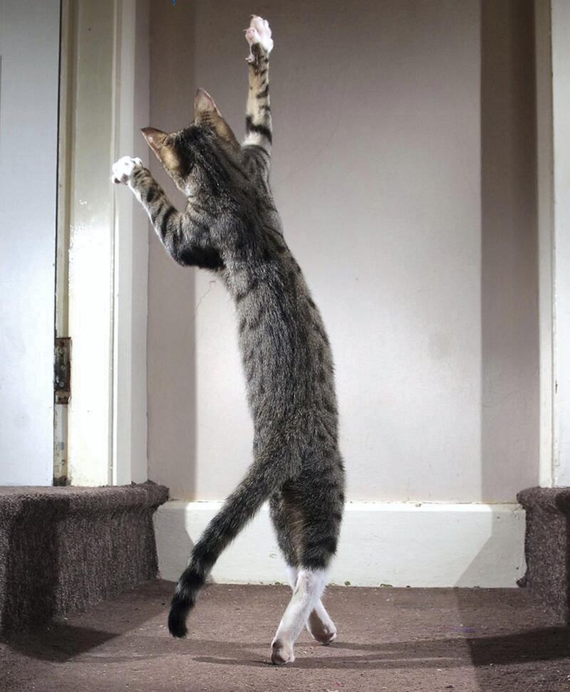 Highly Commended: 'The Dancing Cat' by Iain McConnell.