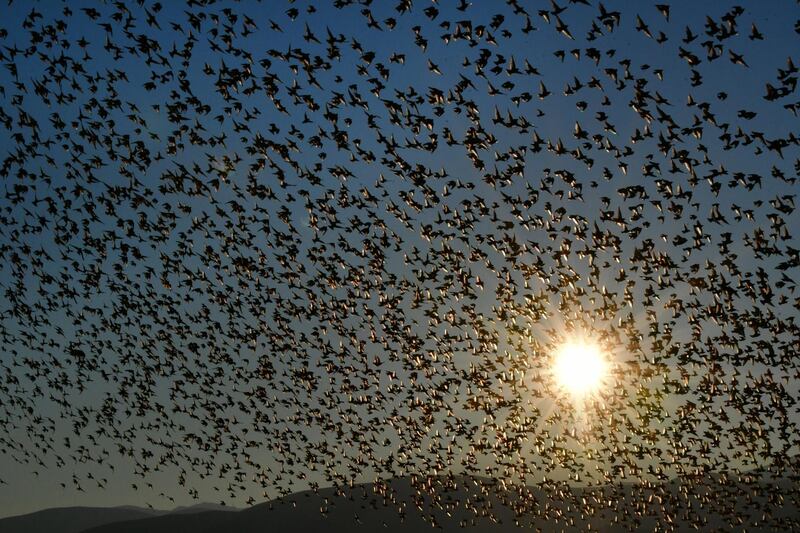 A flock of starlings fly above the wetlands of Nea Kios, near the city of Nafplion, Peloponnese, Greece.  Bougiotis Vangelis / EPA