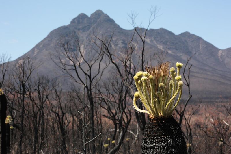 The aftermath of the 2019-2020 bushfires in the Stirling Ranges National Park, Western Australia. Louise Burke/The National