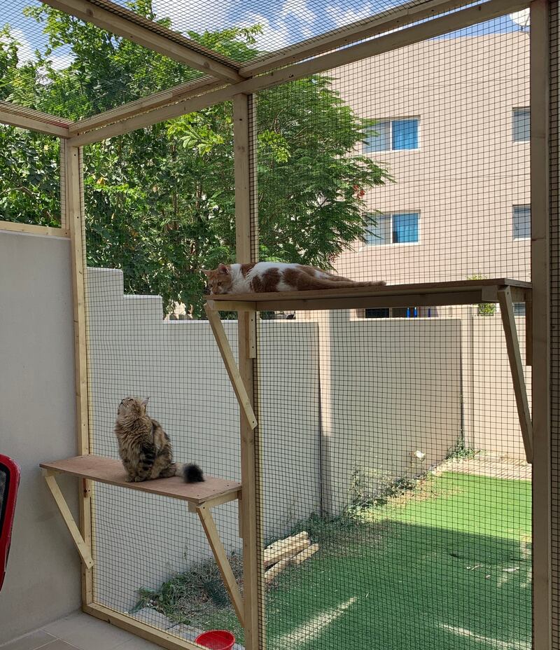 Georgie and Zabeeb enjoying the catio that was built at the new house in 2020.