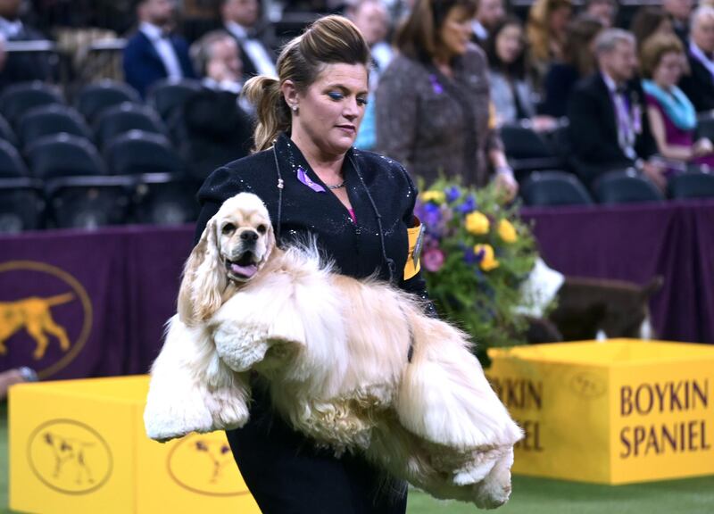 Diva moment:  A cocker spaniel competes in the sporting group of the show on February 11, 2020 in New York City. AFP