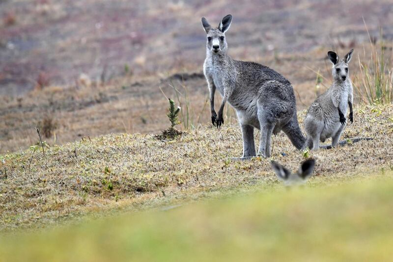 Kangaroos move close to a residential area from bushland in Merimbula, in Australia's New South Wales state. AFP
