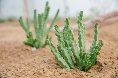 The Jameel Arts Centre in Dubai has used its Artist's Garden series to commission ecological research. In 'Desert is a Forest', pictured, the artists Sunoj D and Namrata Neog looked at the relationship between plants in the UAE desert. Photo: Daniella Baptista