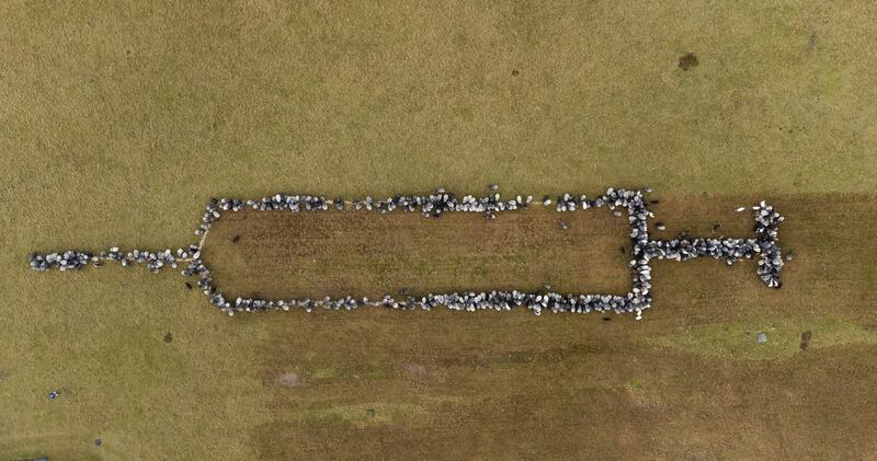 A syringe? No, these are sheep and goats in Schneverdingen, Germany, forming the shape of a hypodermic needle about 100 metres long in a campaign to promote Covid-19 vaccinations. AP