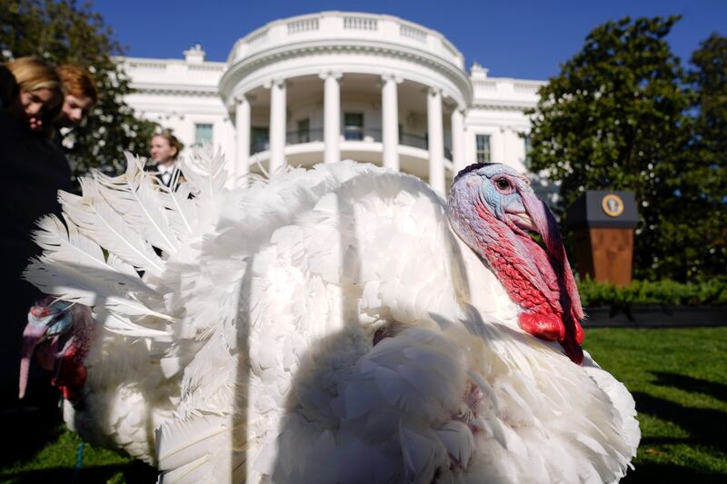 Presidents have been given turkeys since the 19th century and the origin of the pardoning festival may have begun with Abraham Lincoln in 1863. AP