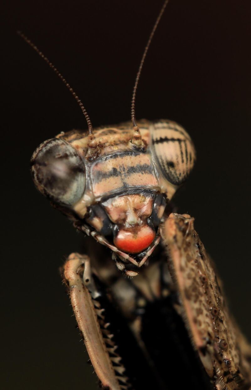 A photo taken with a macro-lens of a praying mantis on a stick in Karura forest in Nairobi, Kenya.  EPA