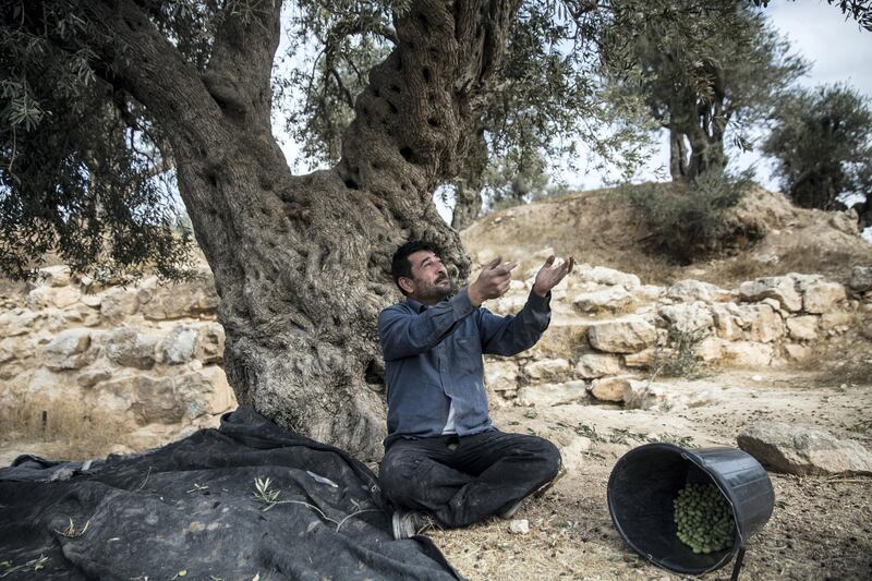 "No, no, no, this is not a Jewish place," said Raed Abu Salih, 48, as he took a break from picking his olives near a archeological site that was just opened by the Israeli government and army . "It's Canaanite, not Jewish but they falsify history for their interests. They are using archeology as an excuse for settlement."

He tapped on a stone. "If this stone could talk, it would say 'I am Palestinian'. We're the original inhabitants"
(Photo by Heidi Levine for The National).