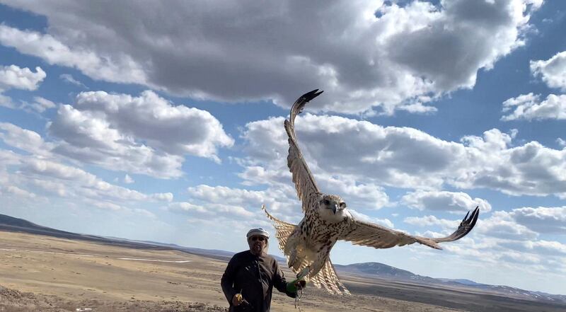 The Sheikh Zayed Falcon Release Programme Enters its 27th Year by Releasing 86 Falcons into the Skies of Kazakhstan. courtesy: EAD
