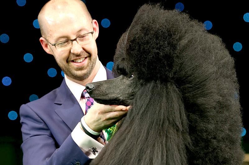 Jason Lynn with Ricky the Standard Poodle, as they celebrate winning the Best in Show category of Crufts 2013 during the final day at Crufts Dog Show on March 9, 2014 in Birmingham, England. Said to be the largest show of its kind in the world, the annual four-day event, features thousands of dogs, with competitors travelling from countries across the globe to take part. Crufts, which was first held in 1891 and sees thousands of dogs vie for the coveted title of Best in Show. Matt Cardy / Getty Images
