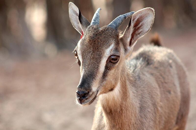 The endangered Arabian tahr gets a new lease of life on Sir Bani Yas Island. Courtesy TDIC