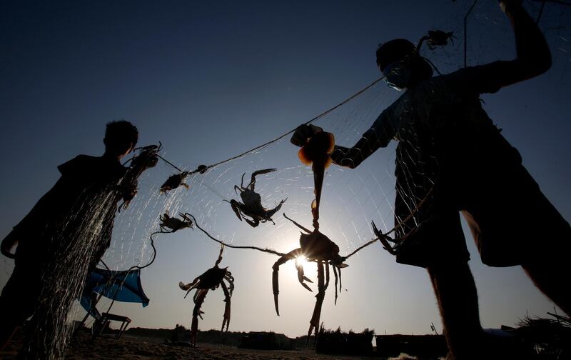 A Palestinian fisherman takes out a crab on the beach of the Mediterranean sea in Beit Lahyia, northern Gaza Strip. AP