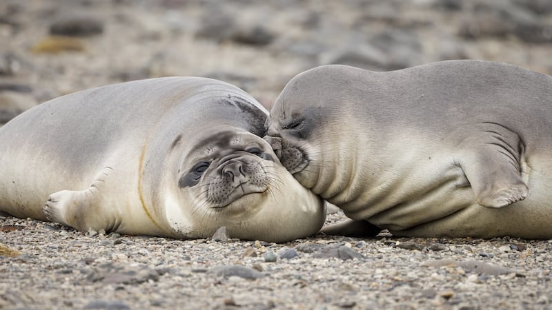 'Uncomfortable pillow'. Taken in Snow Island, South Shetland Islands, Antarctica. Andrew Peacock / Comedy Wildlife 2022